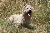 CAIRN TERRIER 494